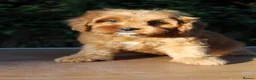 Cavapoo dogs for sale: Ready now, 1 Cavapoo puppy - Advert 13