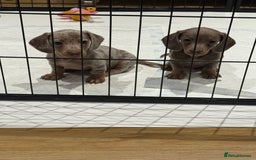 Miniature Dachshund dogs for sale: Beautiful smoothed haired miniature Dachshunds - Advert 7
