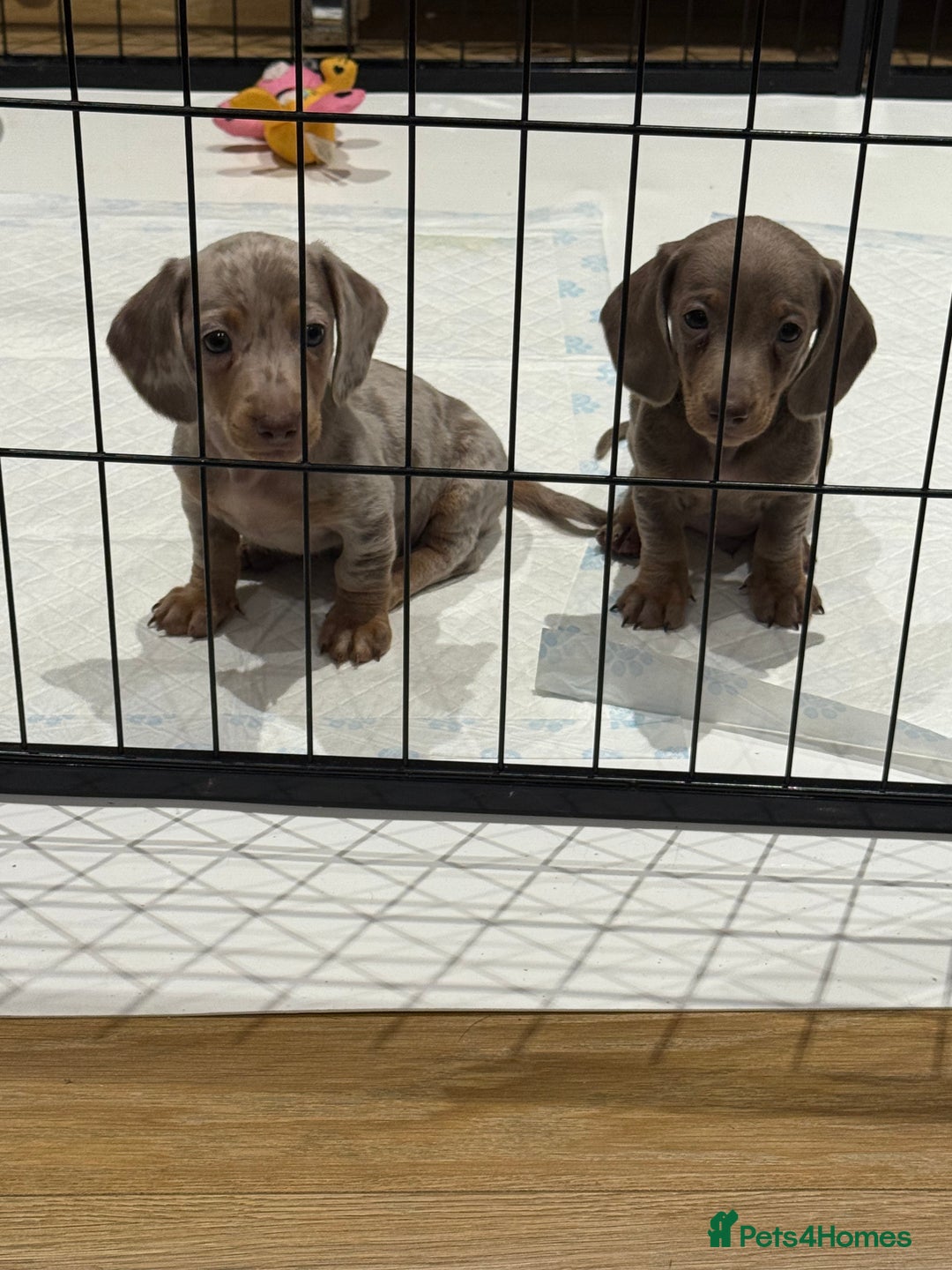 Miniature Dachshund dogs for sale: Beautiful smoothed haired miniature Dachshunds - Advert 7
