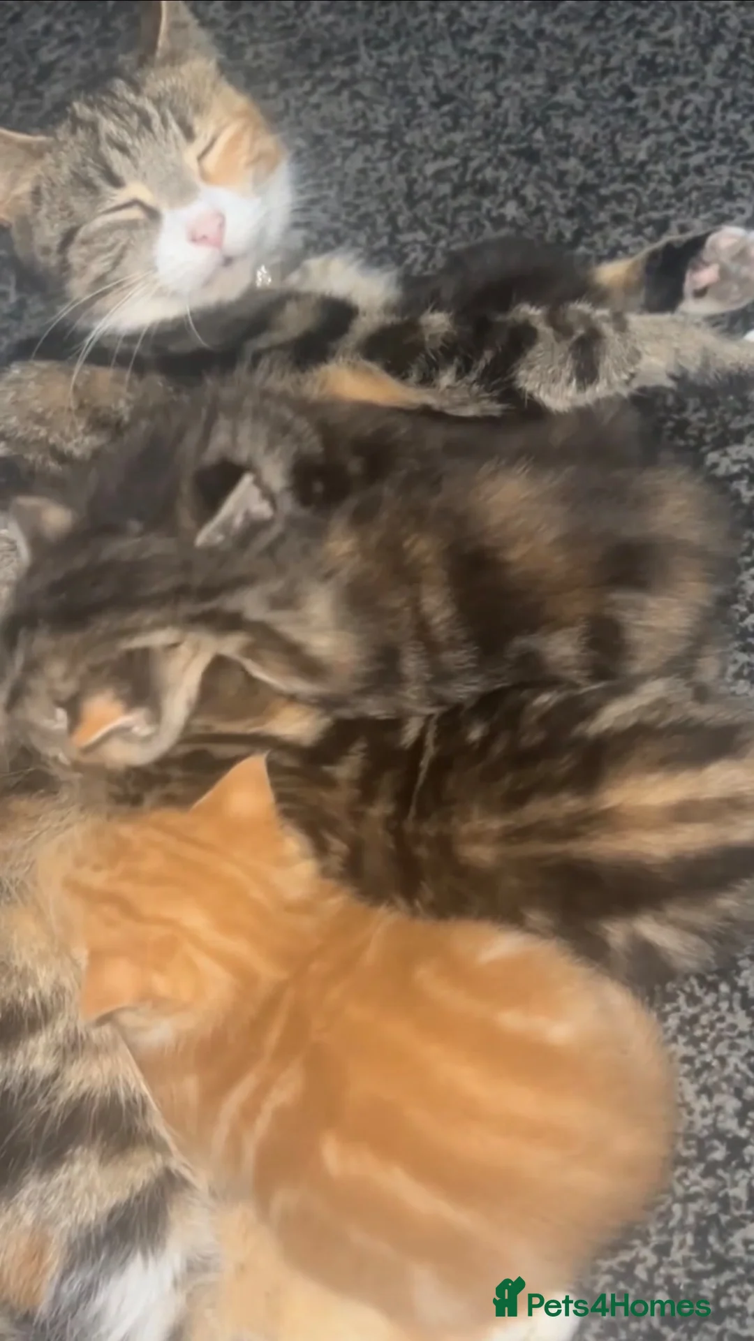 Mixed Breed cats for sale: 3 kittens - Advert 7