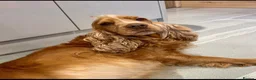 Cockapoo dogs for sale: Beautiful F1 cockapoo’s  in Brigg - Advert 2