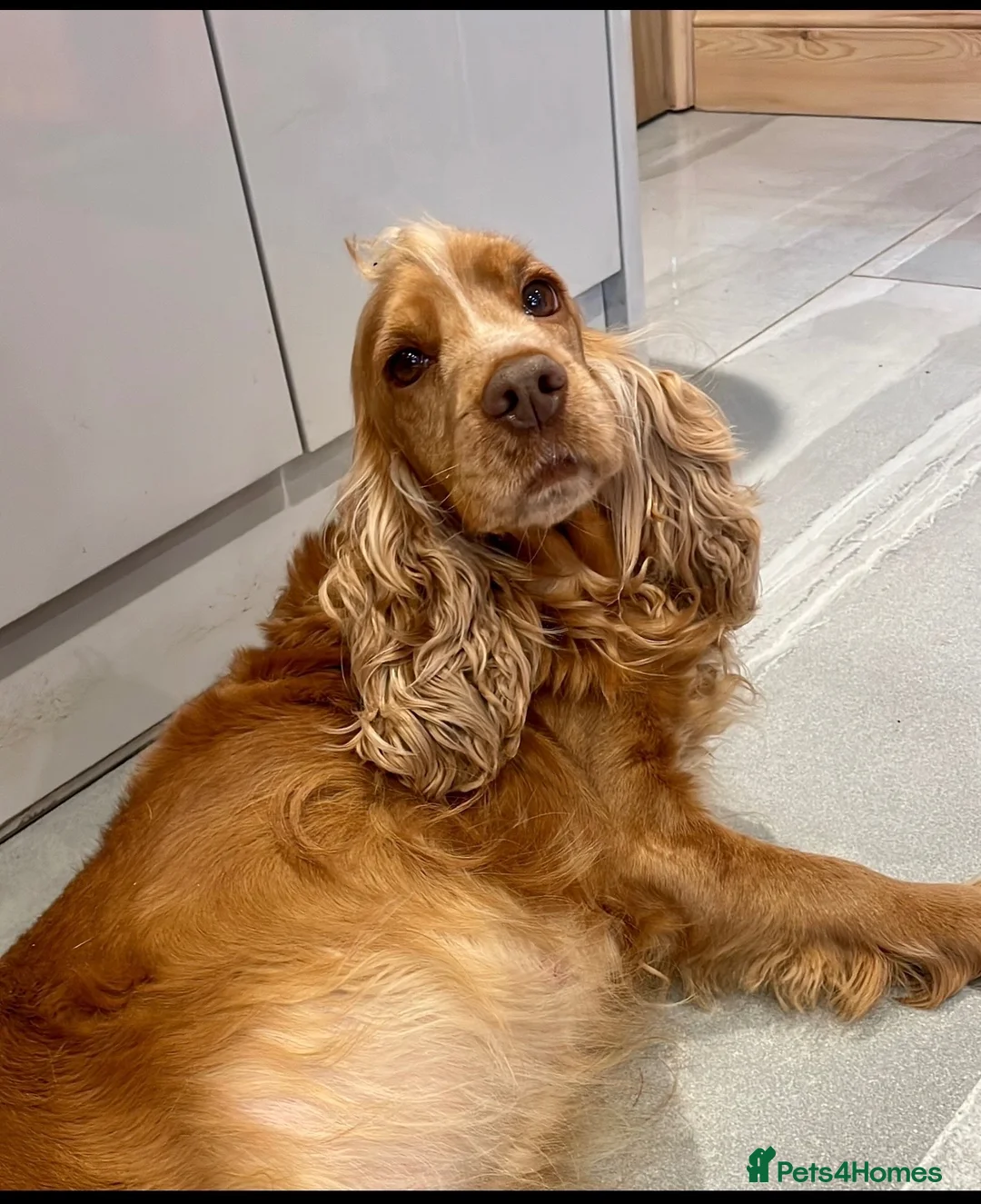 Cockapoo dogs for sale: Beautiful F1 cockapoo’s  in Brigg - Advert 2