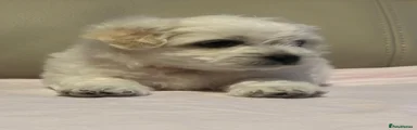 Maltese 3