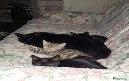 Mixed Breed cats for sale: Lovely Bengal Cross Kittens - Image 8