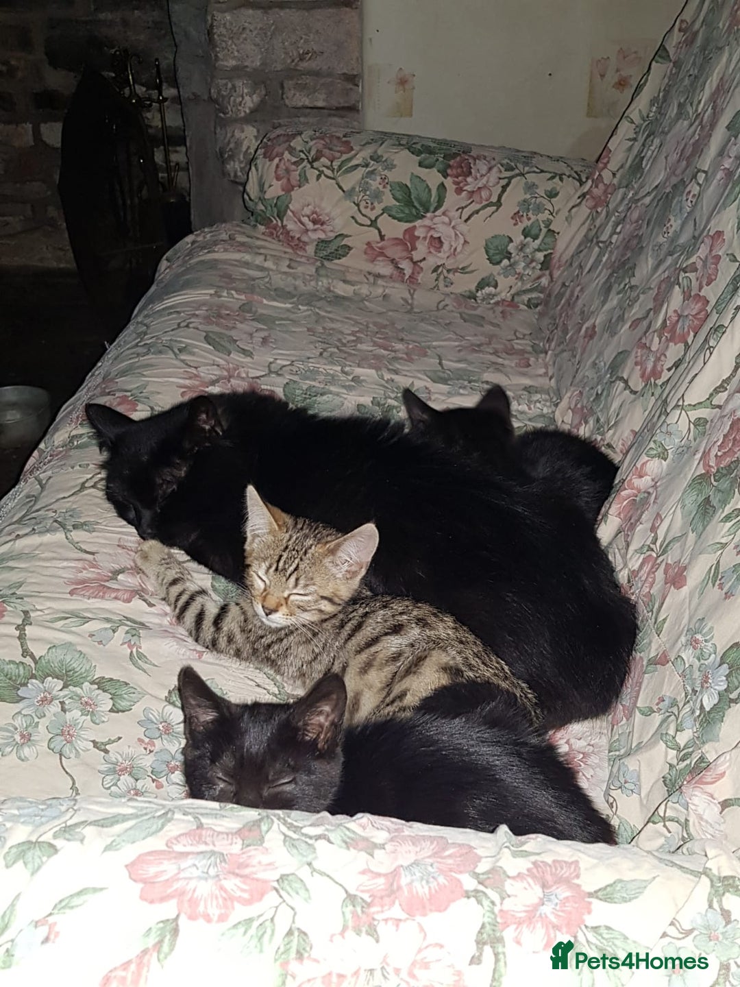 Mixed Breed cats for sale: Lovely Bengal Cross Kittens - Image 8