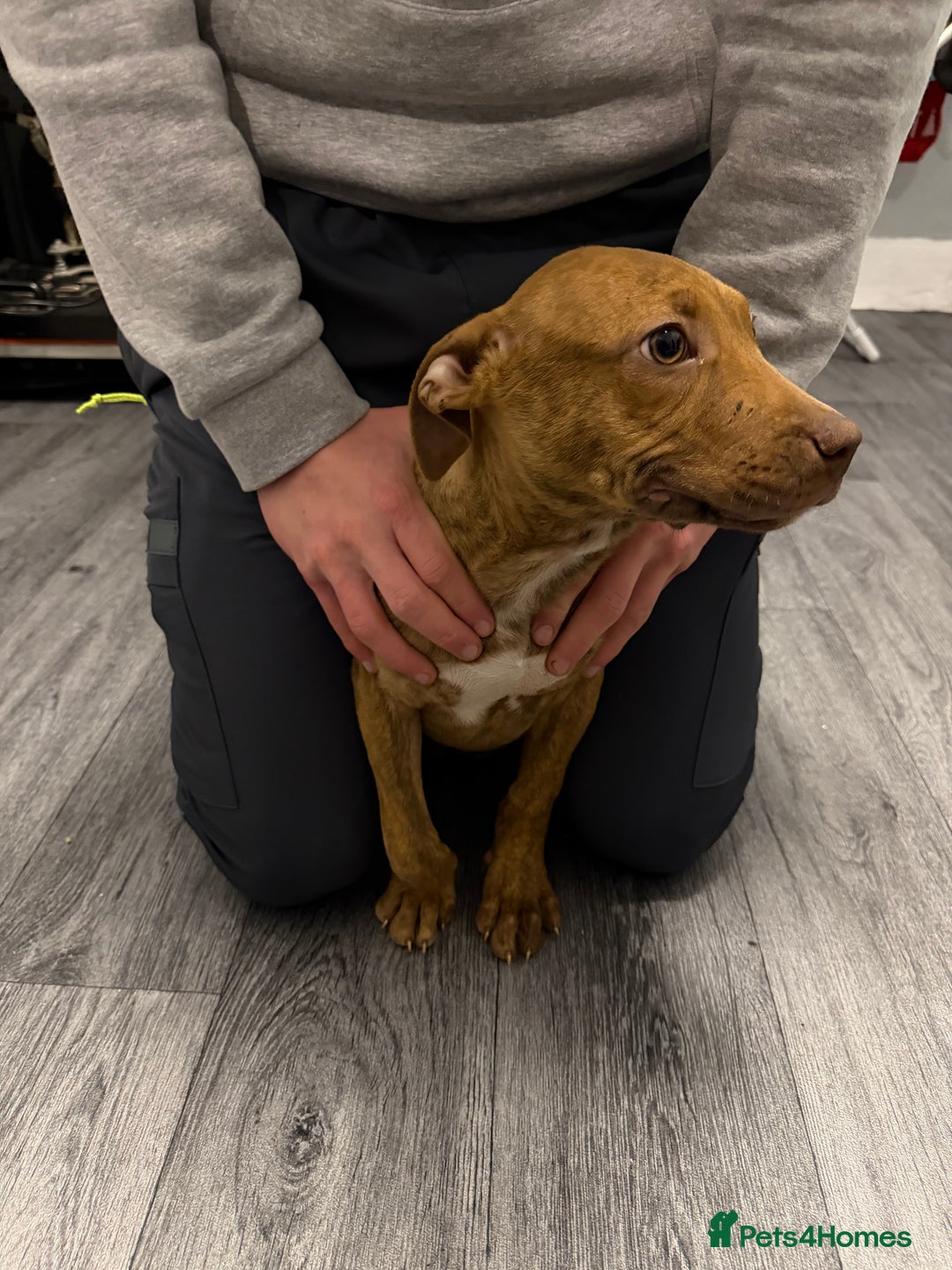 Staffordshire Bull Terrier dogs for sale: Female staff puppy - Advert 24