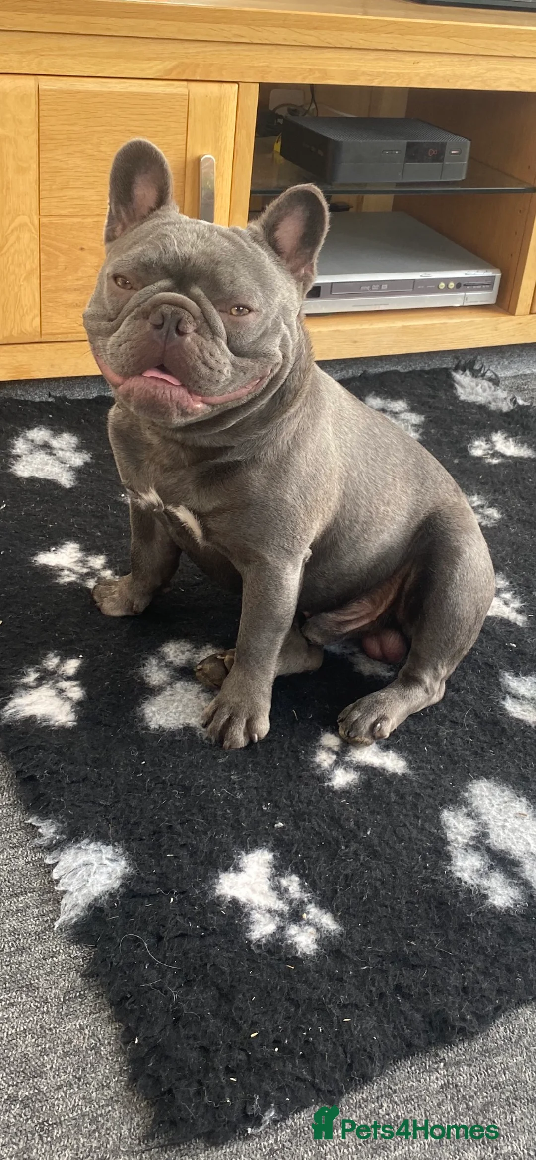 French Bulldog dogs for stud: solid lilac aa french bulldog health tested in Lincoln - Advert 4