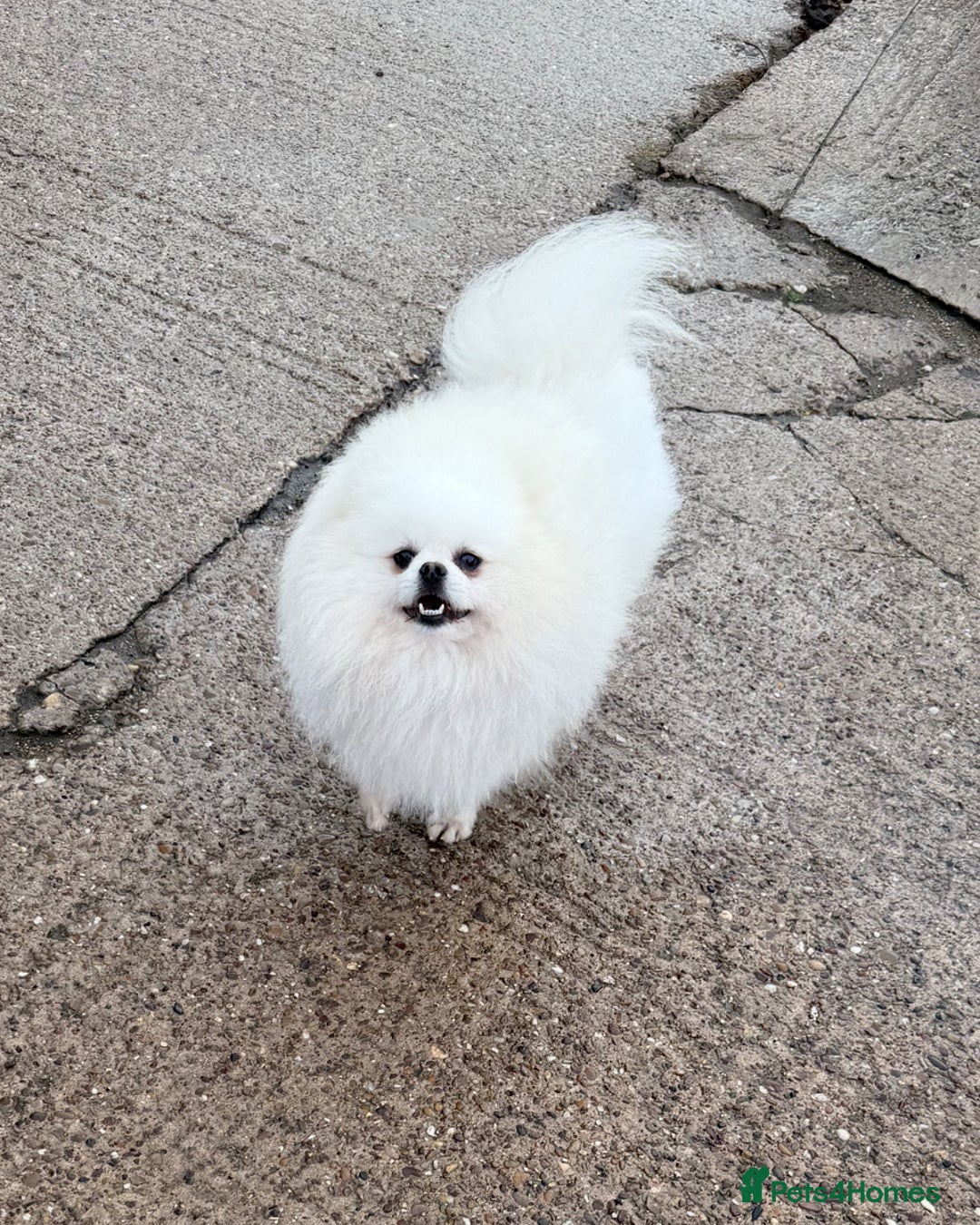 Pomeranian dogs for stud: White Boy for Stud only kc in Pontefract - Advert 4