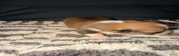 Welsh Corgi Pembroke dogs for sale: Kc pembroke corgi puppies - Advert 35
