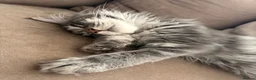 Maine Coon cats for sale: Maine Coon - Advert 4