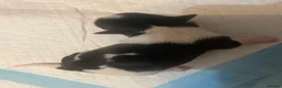Malshi dogs for sale: Malshi puppies for sale - Advert 8