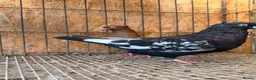 Pigeons birds for sale: IMPORTED IRANIAN SINEH PIGEONS - Advert 10