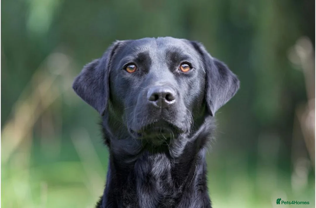 Labrador Retriever dogs for stud: At Stud Thistlecrack Grousegas Hip 0-0 Elbows 0-0 in Lymington - Advert 3