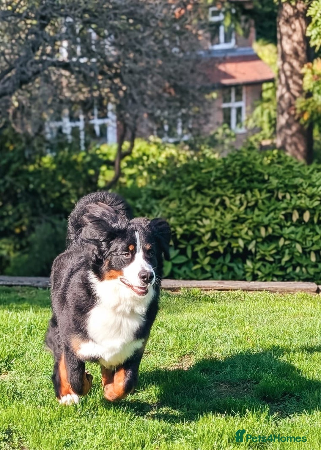 Bernese Mountain Dog dogs for sale: 1yr old female Bernese mountain dog  - Advert 4
