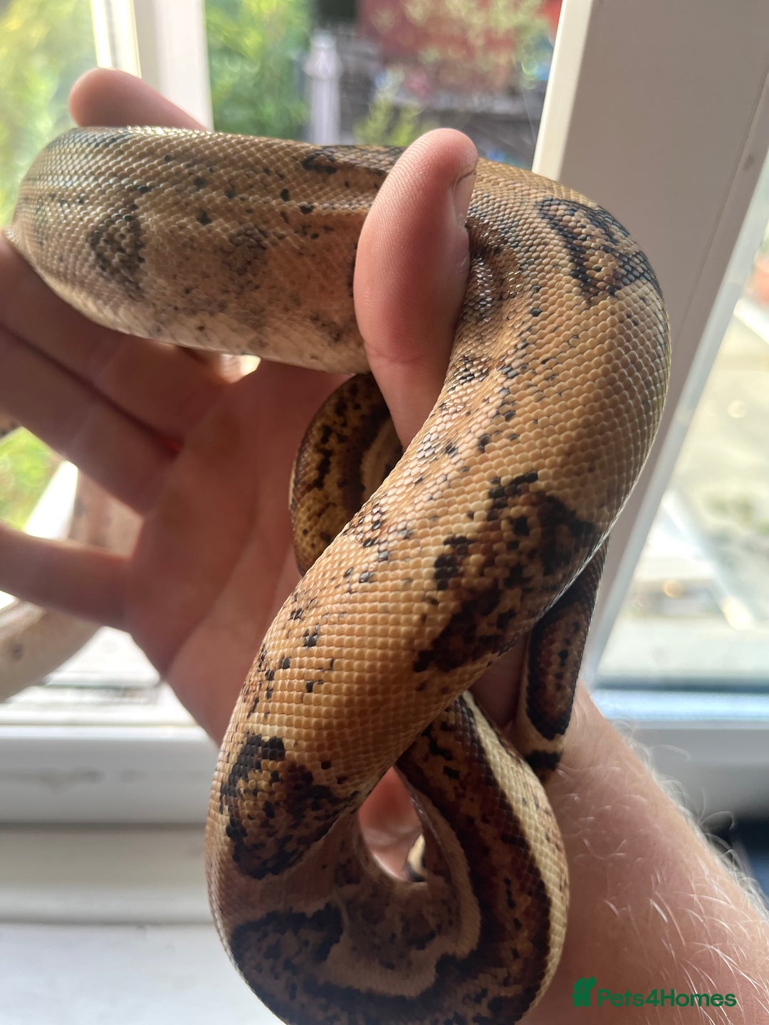 Boa Snake reptiles for sale: Hype motley boa  - Image 4
