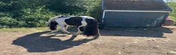 Irish Cob horses for sale: Mini cob gelding for sale  - Advert 4