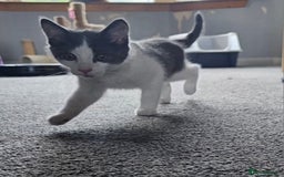 British Longhair cats for sale: Tabby mix kittens - Image 4