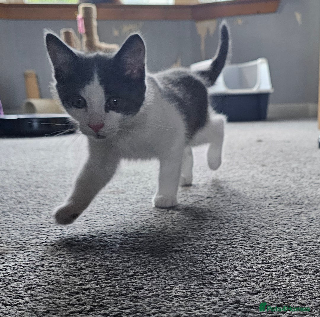 British Longhair cats for sale: Tabby mix kittens - Image 4