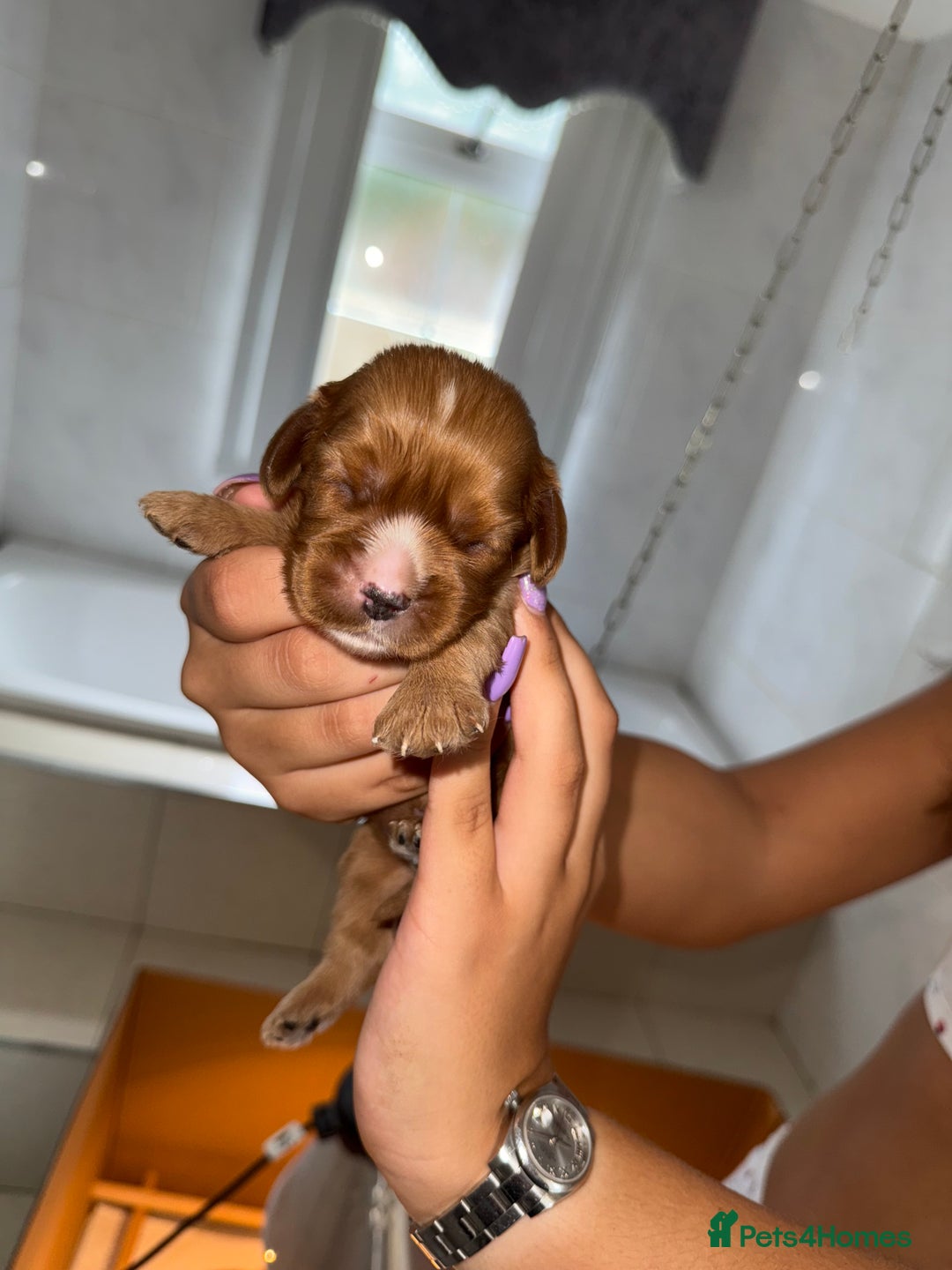 Cavalier King Charles Spaniel dogs for sale: Ruby red Cavalier King Charles - Image 2