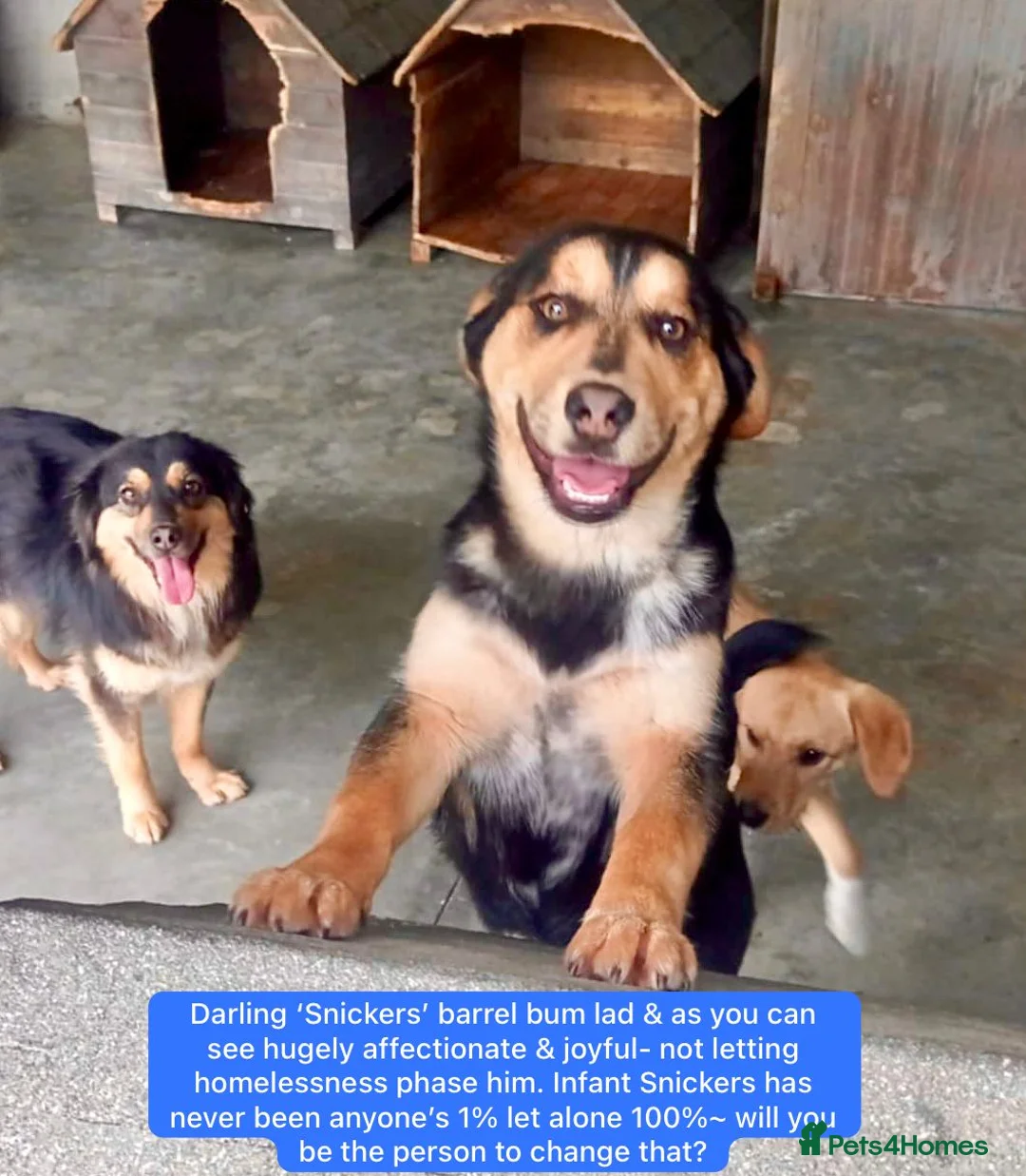 Mixed Breed dogs for adoption: Snickers, 11 mnths approx. Available for adoption. - Advert 1
