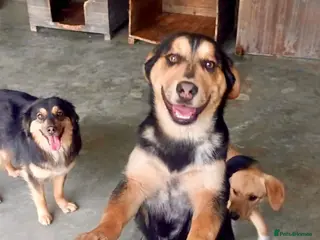 Mixed Breed dogs Snickers, 11 mnths approx. Available for adoption. - Advert 1