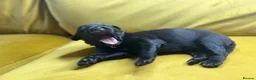 Mixed Breed dogs for sale: Border collie, german shepherd rottweilers - Advert 15