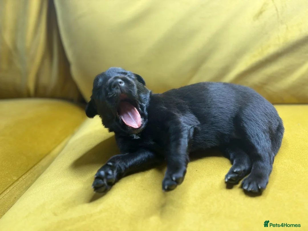 Mixed Breed dogs for sale: Border collie, german shepherd rottweilers - Advert 15