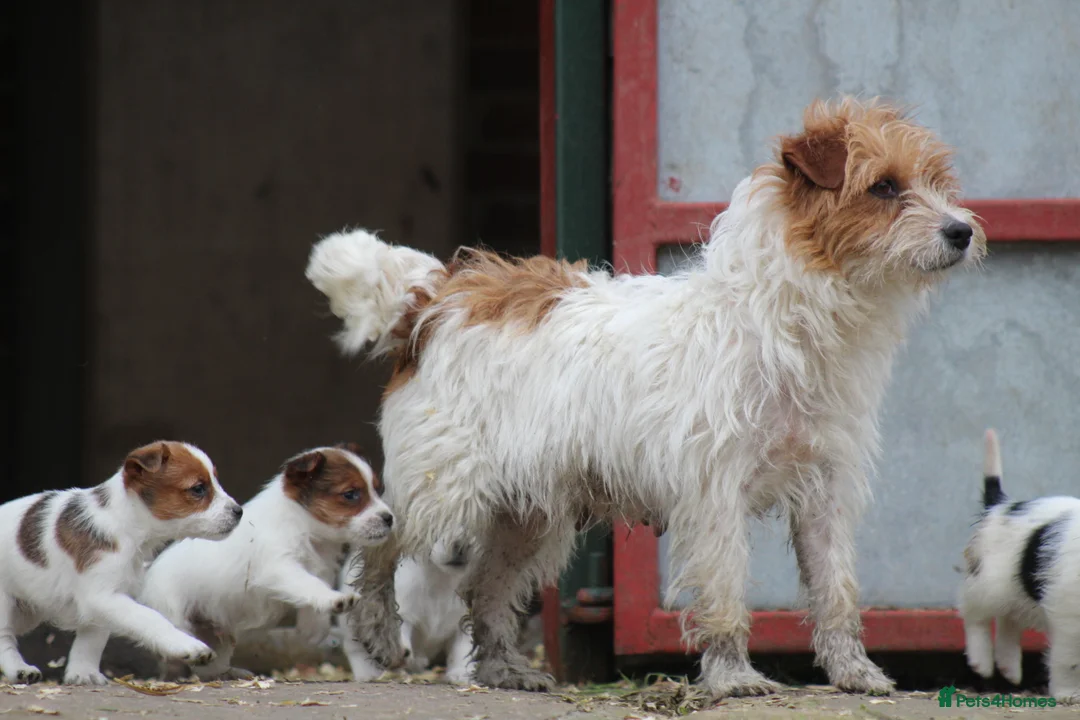 Jack Russell dogs for sale: Jack Russell Puppies for sale - Advert 1