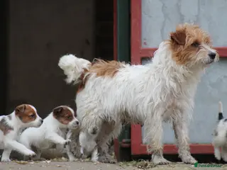 Jack Russell dogs Jack Russell Puppies for sale - Advert 2