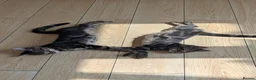 Domestic Shorthair cats for sale: Two male Tabby's - Advert 2