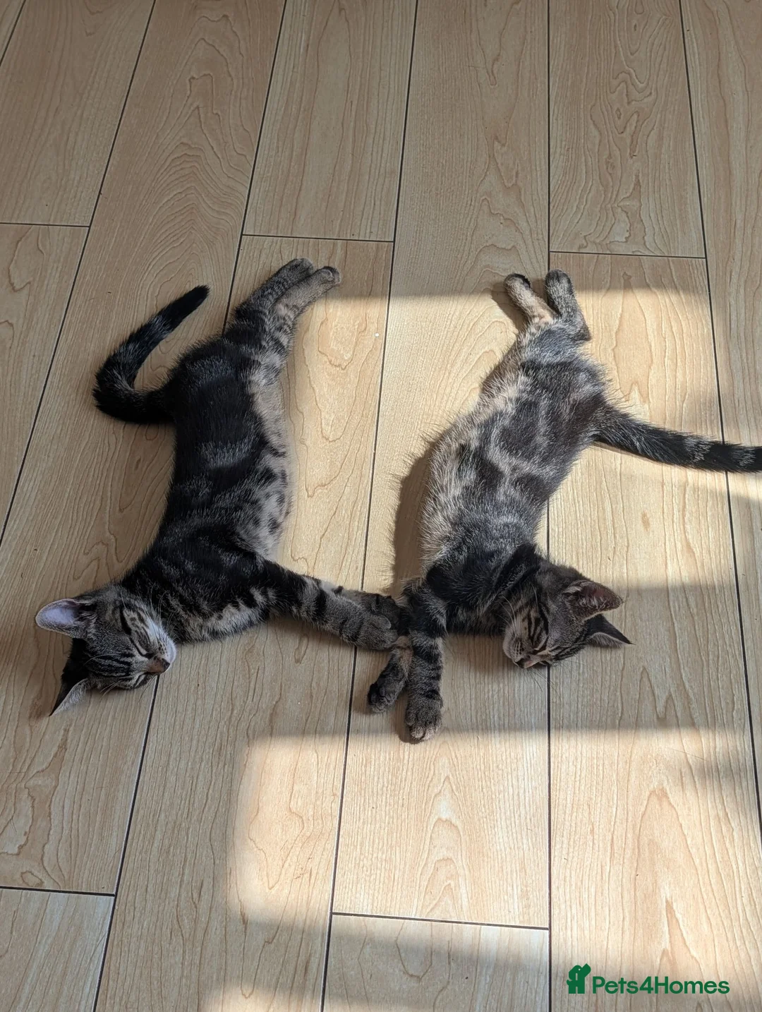 Domestic Shorthair cats for sale: Two male Tabby's - Advert 2