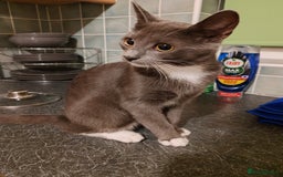 Mixed Breed cats for sale: Grey tuxedo 9 month kitten for a loving home  - Image 3