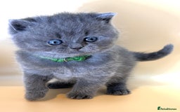 British Shorthair cats for sale: Gorgeous little bundles of joy!  - Advert 7