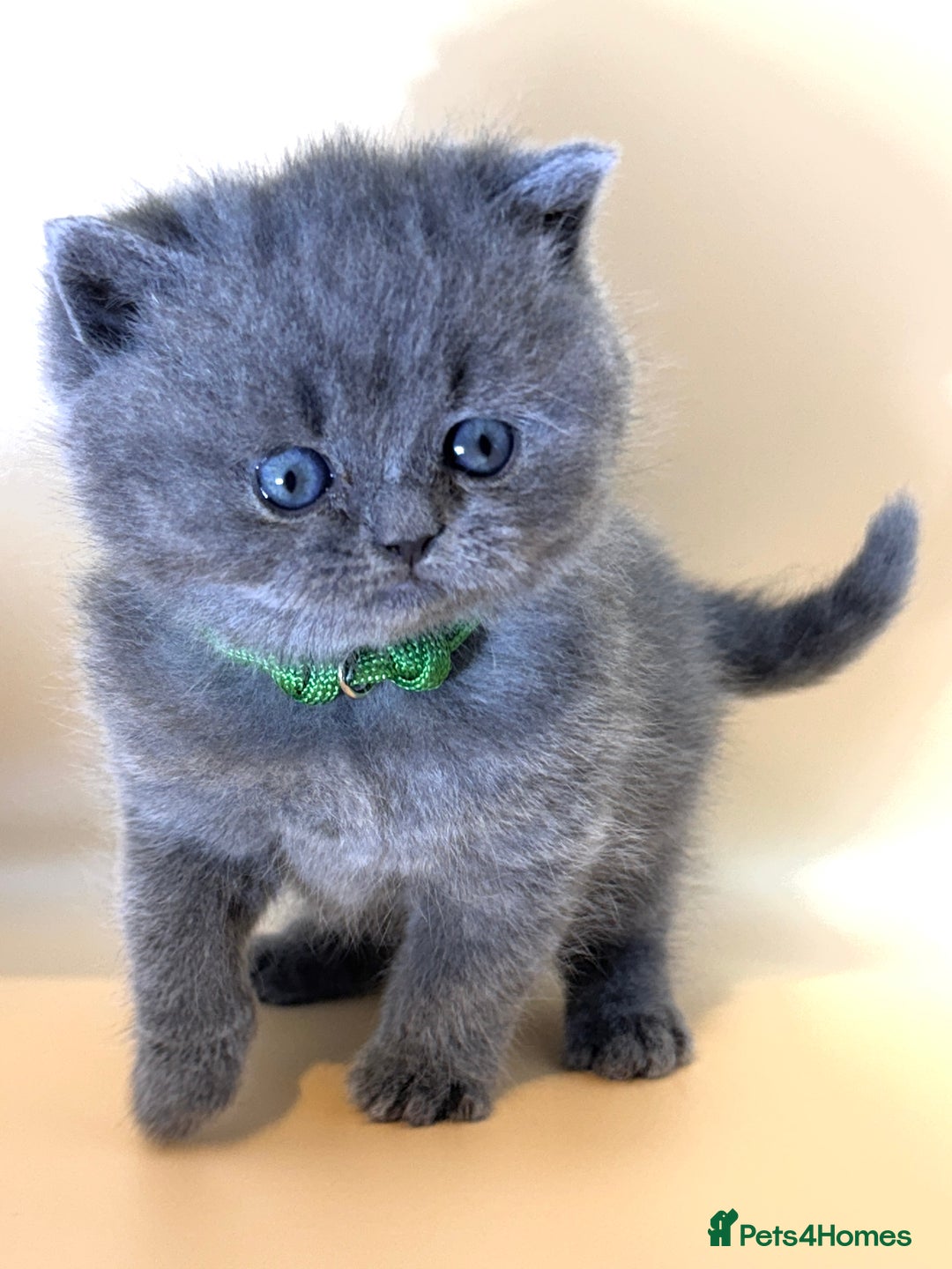 British Shorthair cats for sale: Gorgeous little bundles of joy!  - Advert 7