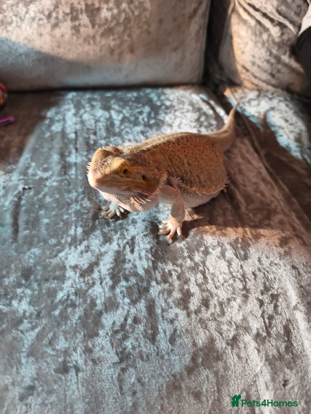 Bearded Dragon reptiles for sale: Male bearded dragon and setup - Image 7