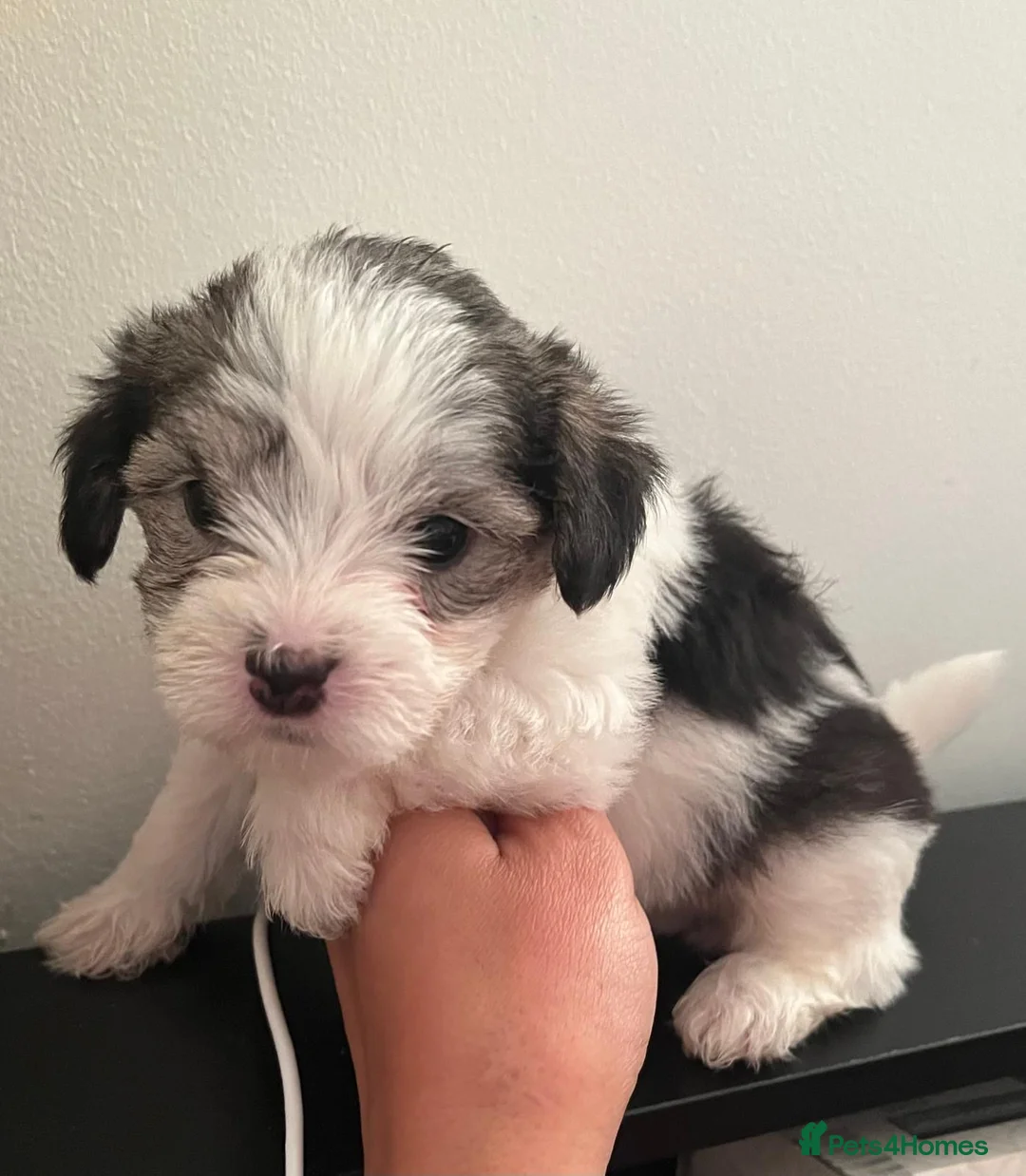 Mixed Breed dogs for sale: Beautiful Maltese & Silky Terrier Puppies - Advert 17