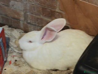 Flemish rabbits Pure flemish - Advert 20