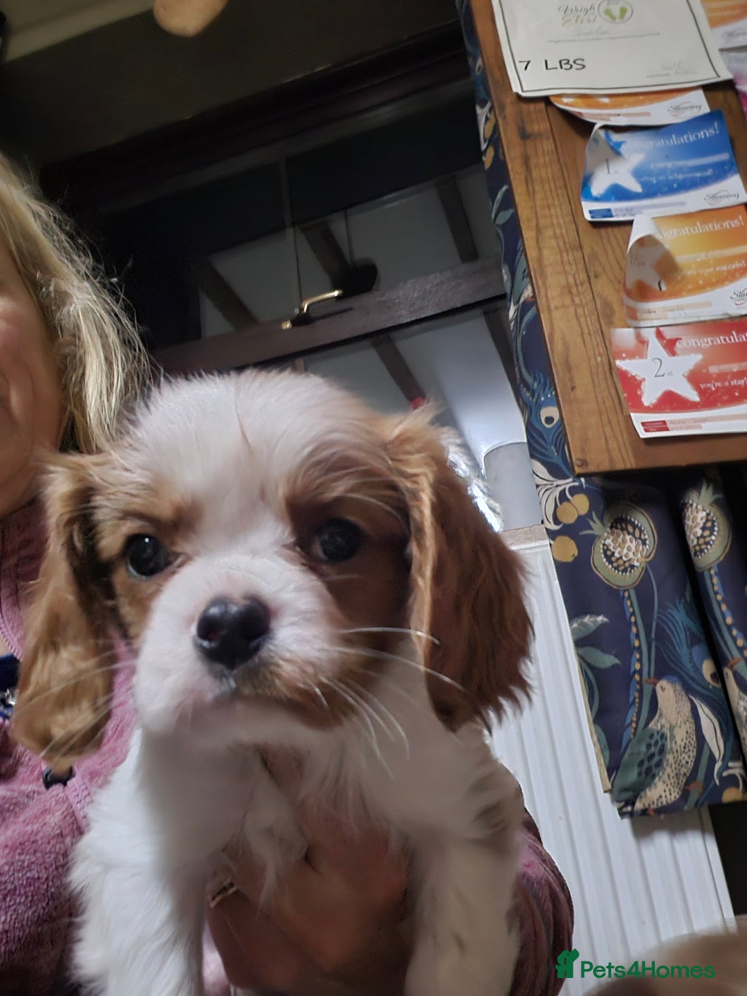 Cavalier King Charles Spaniel dogs for sale: Blenheim Cavalier King Charles spaniel puppies  - Advert 20