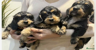 Mixed Breed dogs Dachshund X poodle puppies - Advert 4
