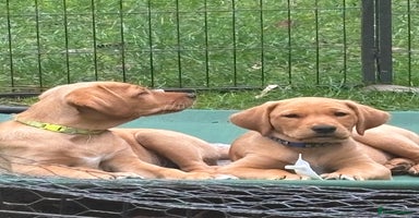 Mixed Breed dogs - Advert 12