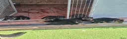 German Shepherd dogs for sale: German shepherd pups - Advert 3