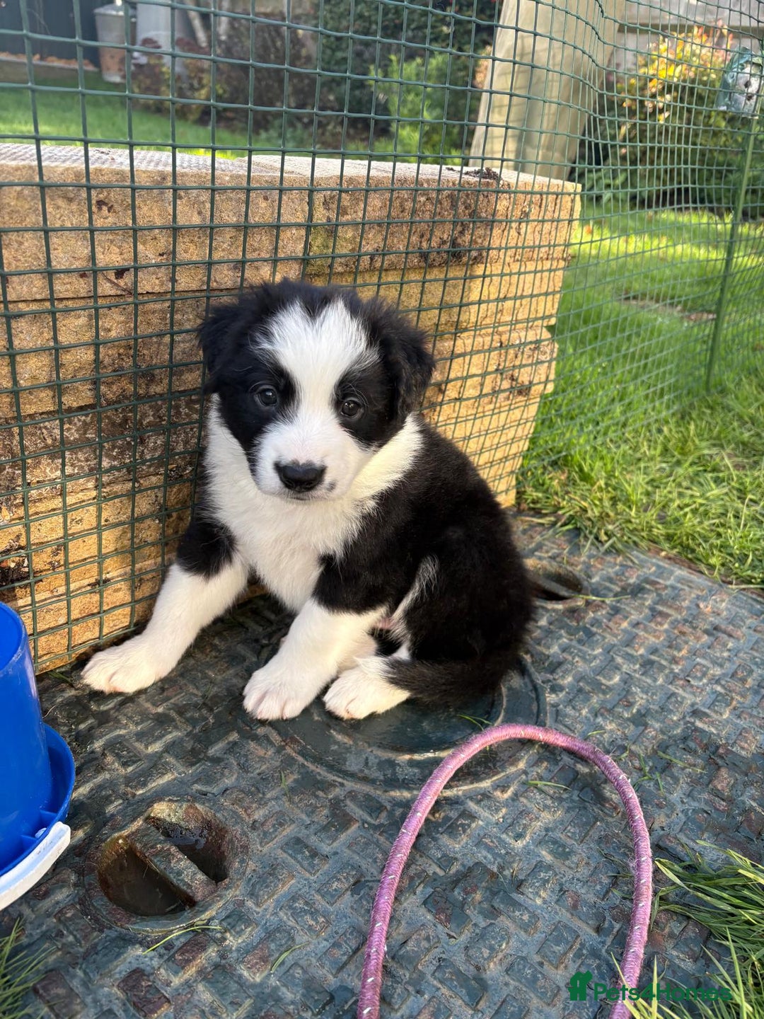 Border Collie dogs for sale: Border Collie Puppies - Advert 12