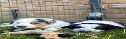 Border Collie dogs for sale: Quality fram reared border collies  - Advert 10