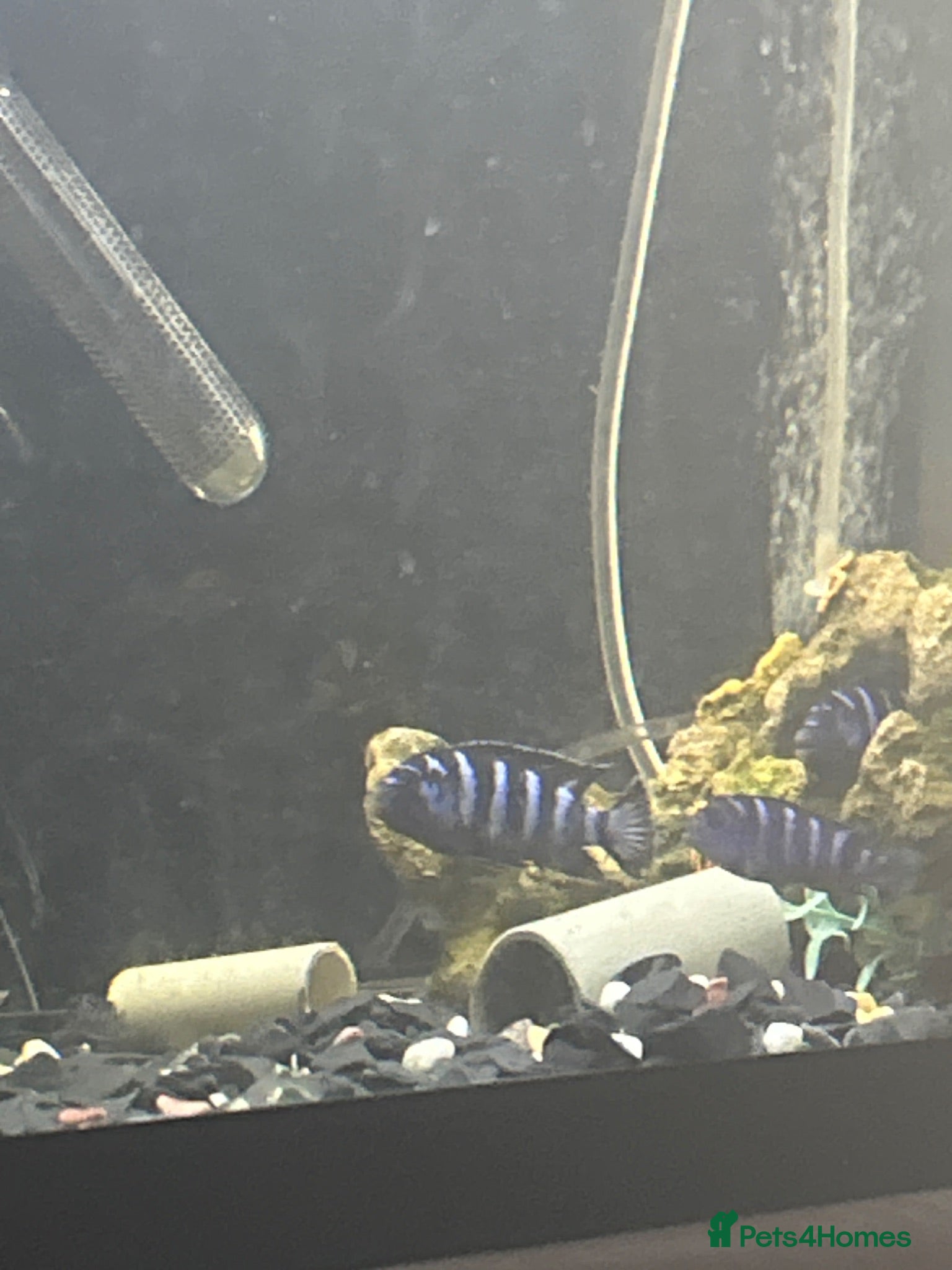 Cichlids fish Demasoni cichlids x6 - Advert 1