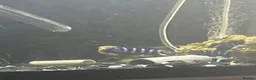 Cichlids fish for sale: Demasoni cichlids x6 - Advert 1