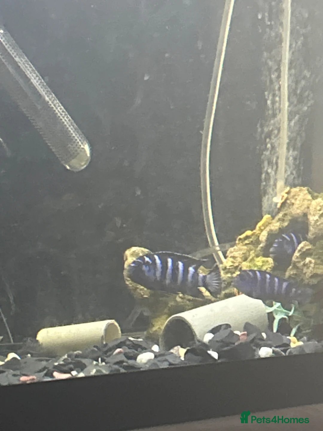 Cichlids fish for sale: Demasoni cichlids x6 - Advert 1