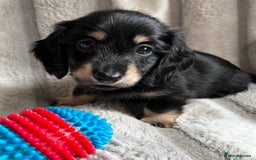 Miniature Dachshund dogs for sale: LONGHAIRED MINIATURE CREAM PUPPIES🐾🩵 - Image 16