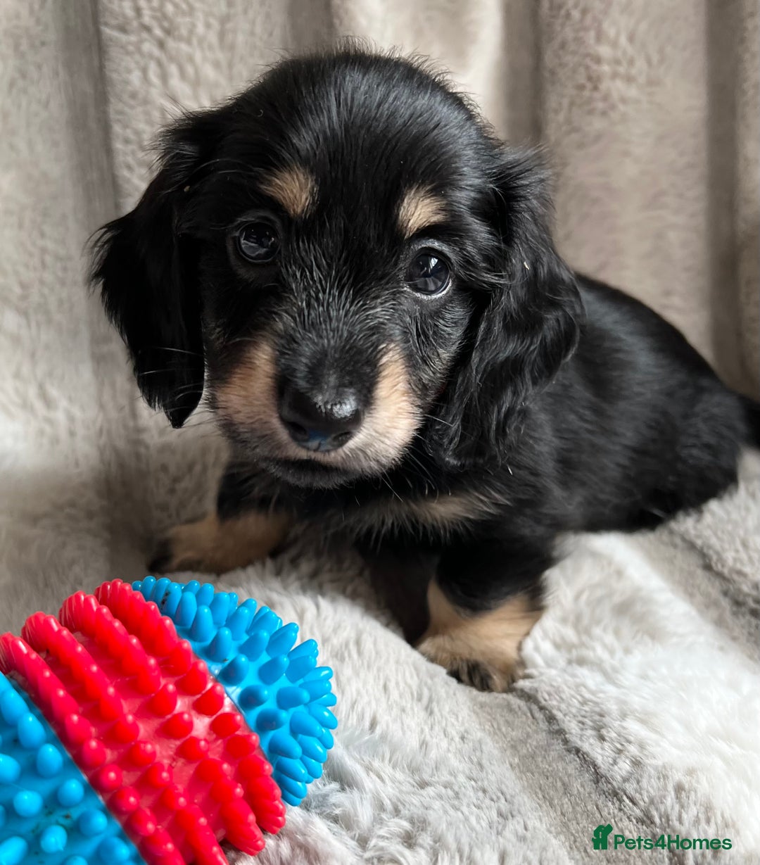 Miniature Dachshund dogs for sale: LONGHAIRED MINIATURE CREAM PUPPIES🐾🩵 - Image 16