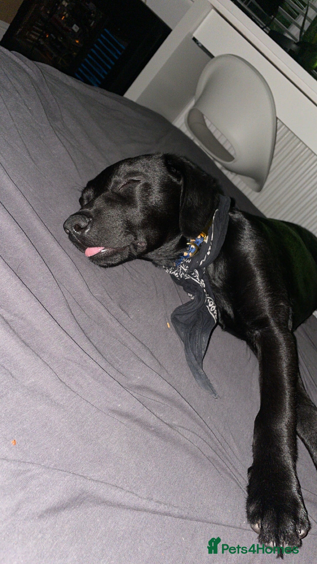 Labrador Retriever dogs for sale: Joey  - Advert 12