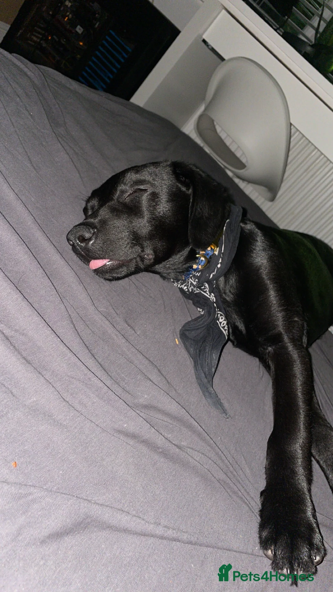 Labrador Retriever dogs for sale: Joey  - Advert 12